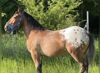Appaloosa, Wallach, 3 Jahre, 157 cm, Tigerschecke