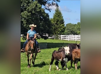 Appaloosa, Wallach, 3 Jahre, Rotbrauner