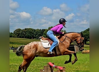 Appaloosa, Wallach, 3 Jahre, Rotbrauner