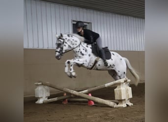 Appaloosa, Wallach, 3 Jahre, Tigerschecke