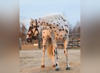 Appaloosa, Wallach, 3 Jahre, Tigerschecke