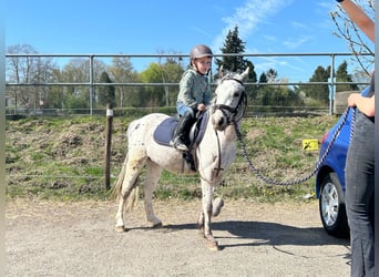 Appaloosa, Wallach, 4 Jahre, 115 cm, Tigerschecke