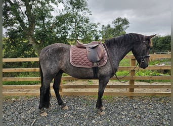 Appaloosa Mix, Wallach, 4 Jahre, 132 cm, Braunfalbschimmel