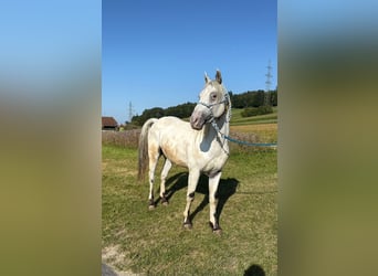 Appaloosa, Wallach, 4 Jahre, 145 cm