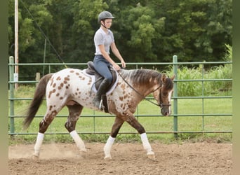 Appaloosa, Wallach, 4 Jahre, 147 cm, Falbe