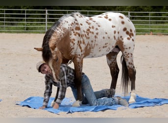Appaloosa, Wallach, 4 Jahre, 147 cm, Falbe