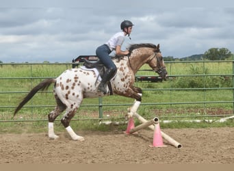 Appaloosa, Wallach, 4 Jahre, 147 cm, Falbe