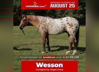 Appaloosa, Wallach, 4 Jahre, 147 cm, Falbe