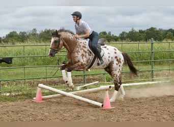 Appaloosa, Wallach, 4 Jahre, 147 cm, Falbe
