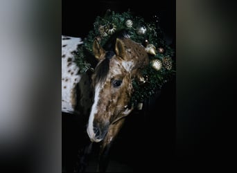 Appaloosa, Wallach, 4 Jahre, 147 cm, Falbe
