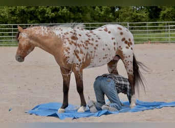 Appaloosa, Wallach, 4 Jahre, 147 cm, Falbe
