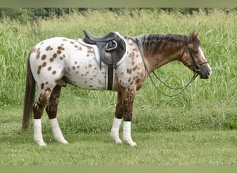 Appaloosa, Wallach, 4 Jahre, 147 cm, Falbe