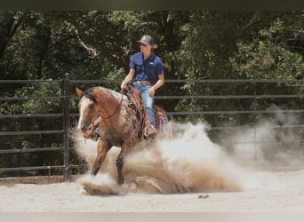 Appaloosa, Wallach, 4 Jahre, 147 cm, Falbe