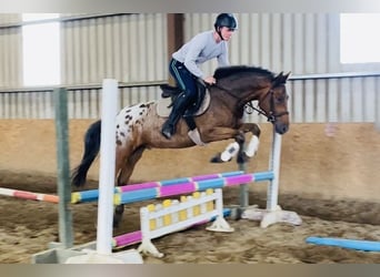 Appaloosa, Wallach, 4 Jahre, 147 cm, Tigerschecke