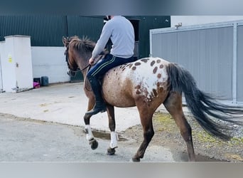 Appaloosa, Wallach, 4 Jahre, 147 cm, Tigerschecke