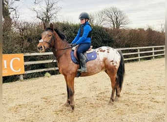 Appaloosa, Wallach, 4 Jahre, 147 cm, Tigerschecke
