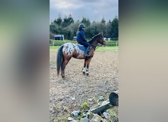 Appaloosa, Wallach, 4 Jahre, 147 cm, Tigerschecke