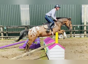Appaloosa, Wallach, 4 Jahre, 147 cm, Tigerschecke