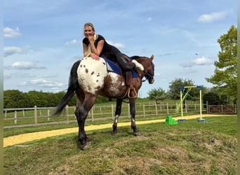 Appaloosa, Wallach, 4 Jahre, 149 cm, Tigerschecke