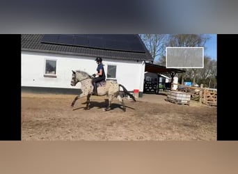 Appaloosa, Wallach, 4 Jahre, 152 cm, Tigerschecke