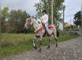 Appaloosa Mix, Wallach, 4 Jahre, 153 cm, Tigerschecke