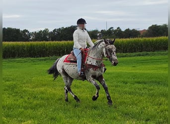 Appaloosa Mix, Wallach, 4 Jahre, 153 cm, Tigerschecke