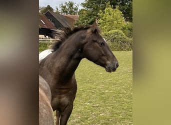 Appaloosa, Wallach, 4 Jahre, 155 cm, Brauner