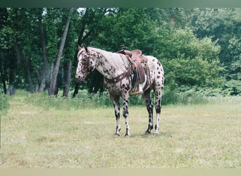 Appaloosa, Wallach, 4 Jahre, 155 cm, Overo-alle-Farben