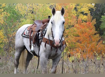 Appaloosa Mix, Wallach, 4 Jahre, 157 cm, Schimmel