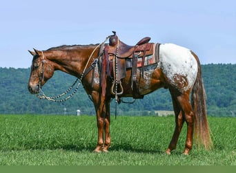 Appaloosa, Wallach, 4 Jahre, 157 cm