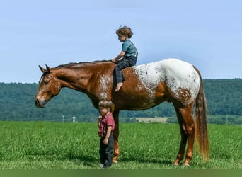 Appaloosa, Wallach, 4 Jahre, 157 cm