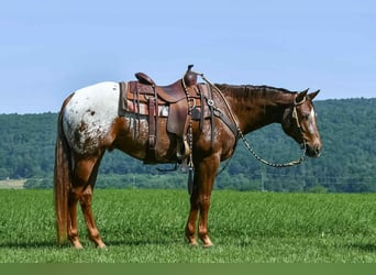 Appaloosa, Wallach, 4 Jahre, 157 cm