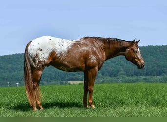 Appaloosa, Wallach, 4 Jahre, 157 cm
