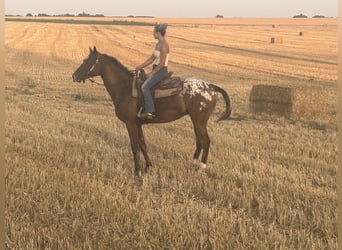 Appaloosa, Wallach, 4 Jahre, 158 cm, Fuchs