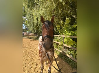 Appaloosa Mix, Wallach, 4 Jahre, 158 cm, Tigerschecke