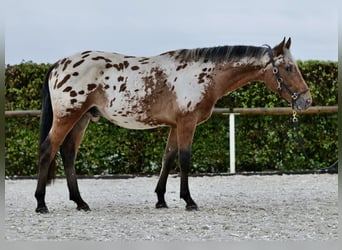 Appaloosa, Wallach, 4 Jahre, 165 cm, Dunkelbrauner