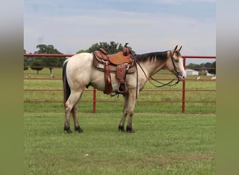 Appaloosa, Wallach, 4 Jahre, Buckskin