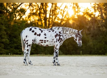 Appaloosa, Wallach, 4 Jahre