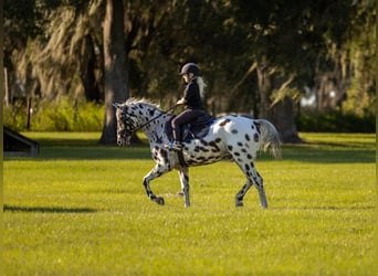 Appaloosa, Wallach, 4 Jahre