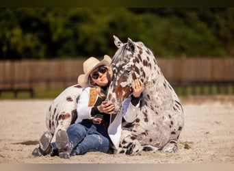 Appaloosa, Wallach, 4 Jahre