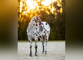 Appaloosa, Wallach, 4 Jahre