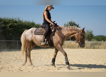Appaloosa, Wallach, 4 Jahre
