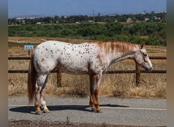 Appaloosa, Wallach, 4 Jahre, Fuchs