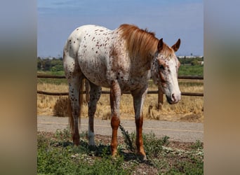 Appaloosa, Wallach, 4 Jahre, Fuchs