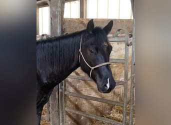 Appaloosa, Wallach, 4 Jahre, Rappe
