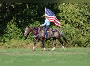 Appaloosa, Wallach, 4 Jahre, Roan-Bay