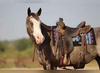 Appaloosa, Wallach, 4 Jahre, Roan-Bay