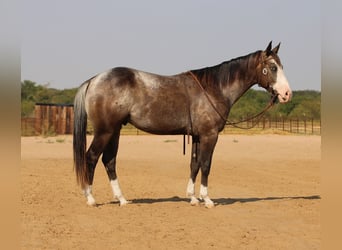 Appaloosa, Wallach, 4 Jahre, Roan-Bay