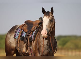 Appaloosa, Wallach, 4 Jahre, Roan-Bay