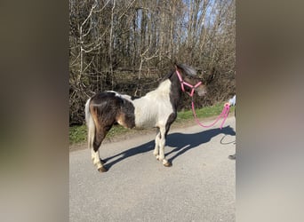 Appaloosa Mix, Wallach, 4 Jahre, Schecke